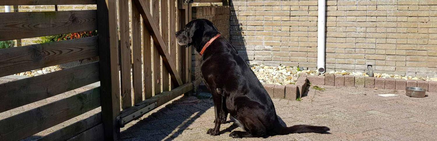 Zwarte labrador zit in de zon bij de poort van de buitenkennel