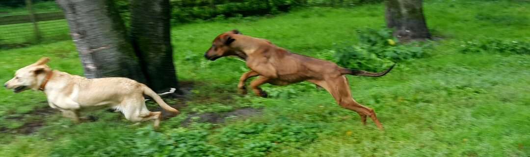 Twee honden rennen achter elkaar aan over het speelveld tussen de bomen