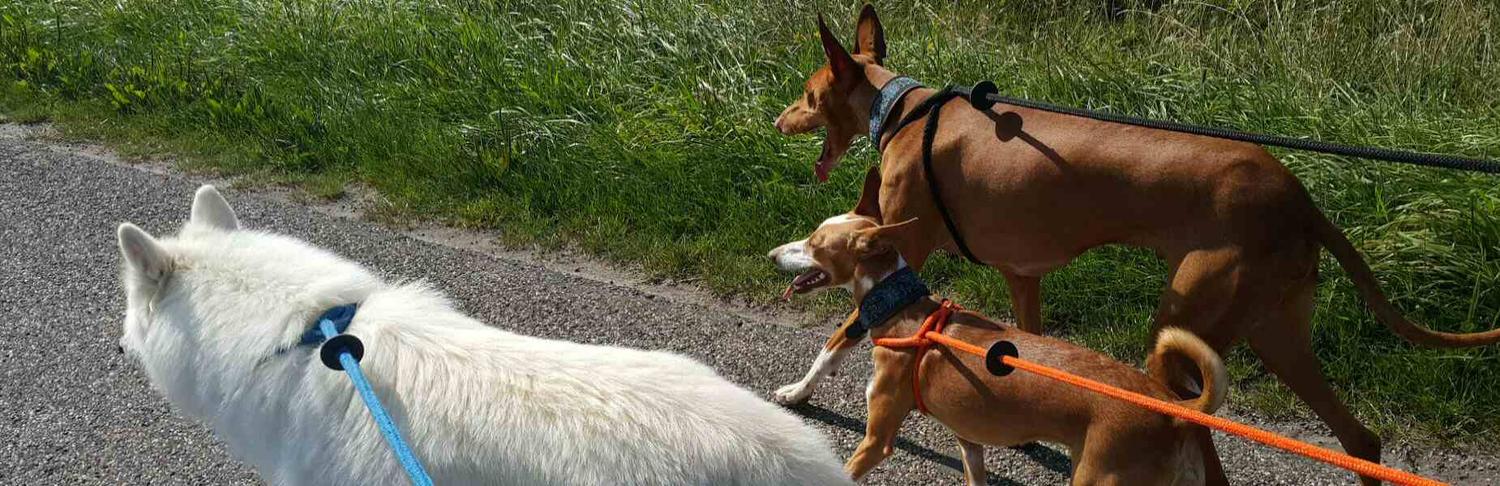 Drie honden worden aangelijnd uitgelaten langs een graskant bij het pension