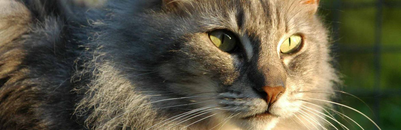 Grijze langharige kat in het zonlicht bij de kattenkennel