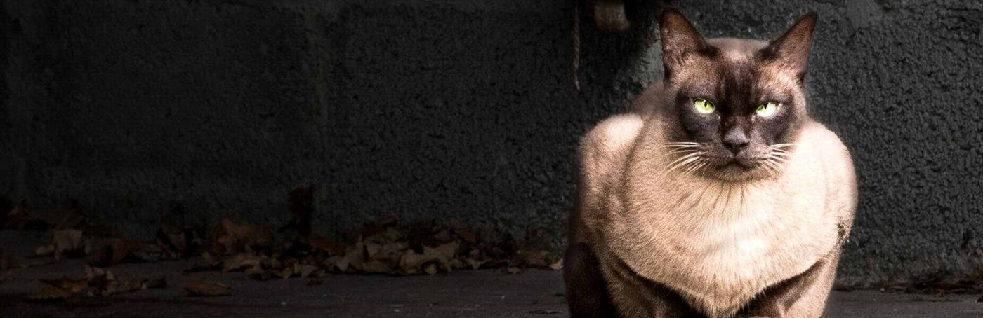 Bruine kat met lichte kraag zit rechtop tussen de herfstbladeren op het erf